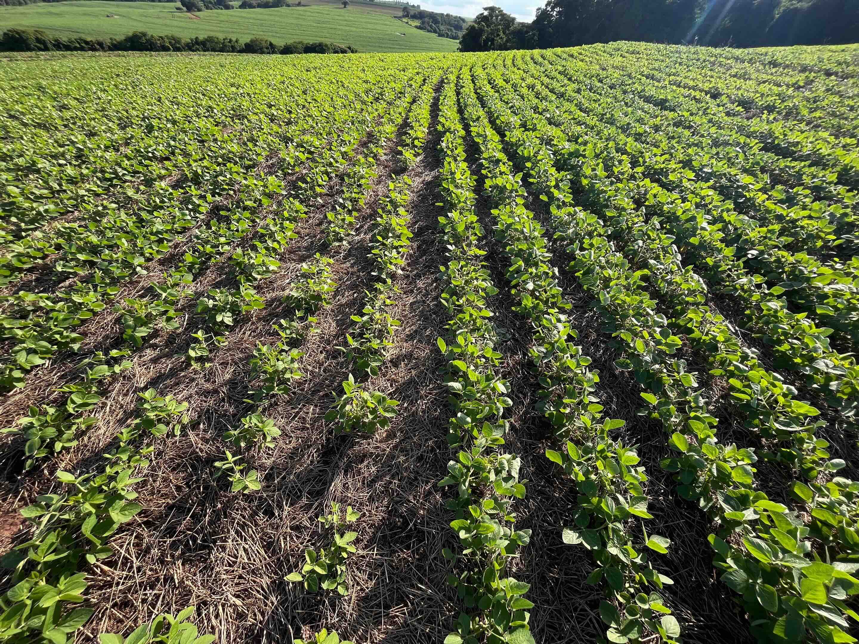 VICTRATO Soy field