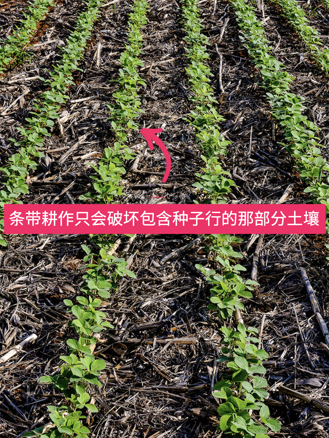 条带耕作只会破坏包含种子行的那部分土壤