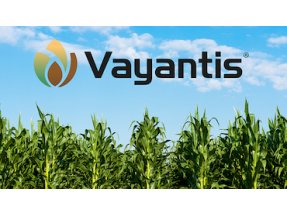 Syngenta Crop Protection announces U.S. registration of VAYANTIS?, a new fungicide seed treatment